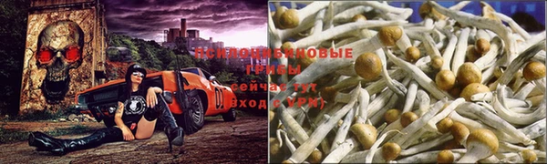 сатива Липки